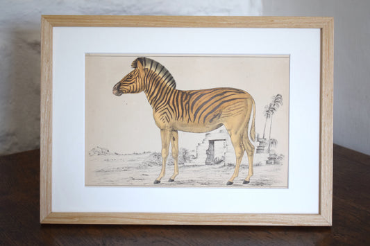 Vintage illustration of a Zebra c1800 - Hand Painted Animal