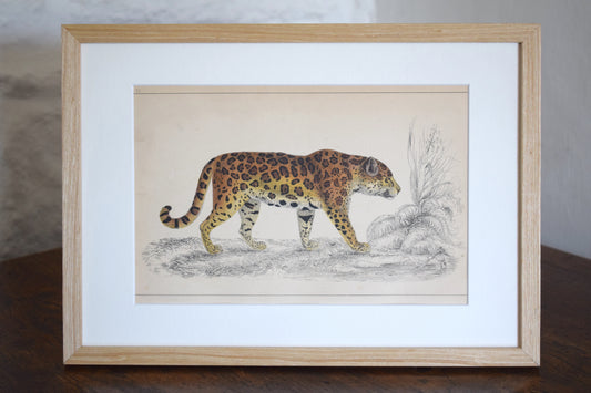 Vintage illustration of a Leopard c1800 - Hand Painted Animal