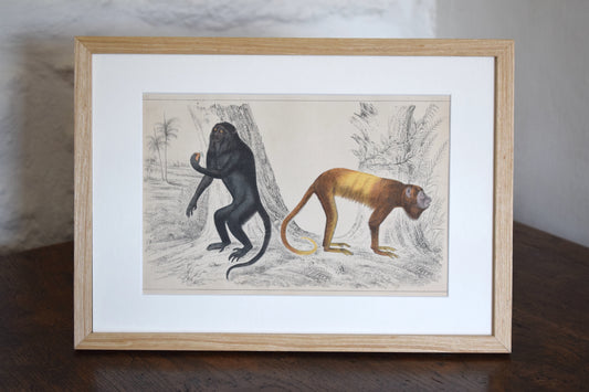 Vintage illustration of Two Monkeys c1800 - Hand Painted Animals