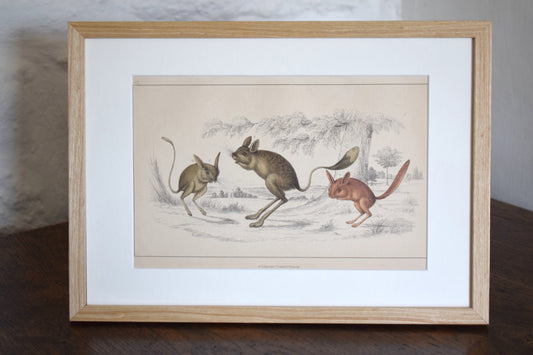 Vintage illustration of Three Marsupials c1800 - Hand Painted Animals