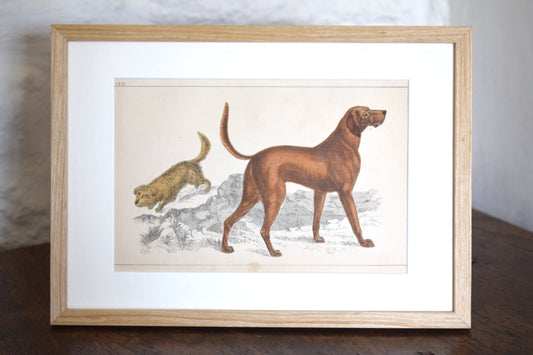 Vintage illustration of Dogs c1800 - Hand Painted Animals