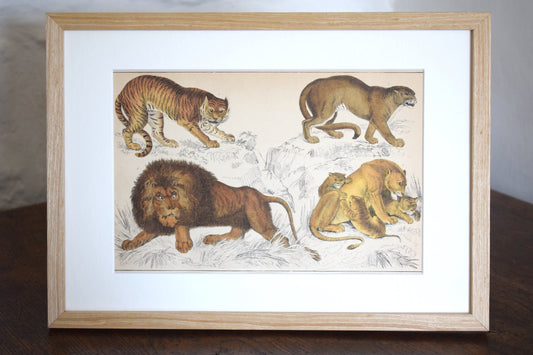 Vintage illustration of Big Cats c1800 - Hand Painted Animals