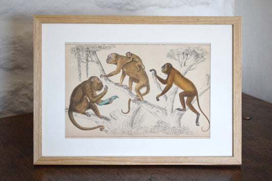 Vintage illustration of Three Monkeys c1800 - Hand Painted Animas