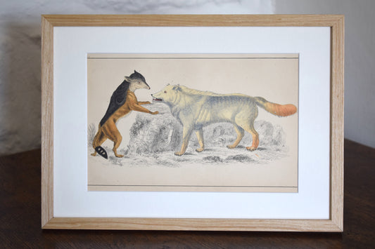 Vintage illustration of a Jackal and Wolf c1800 - Hand Painted Animals