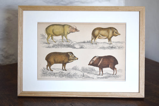 Vintage illustration of Wild Boar c1800 - Hand Painted Animals