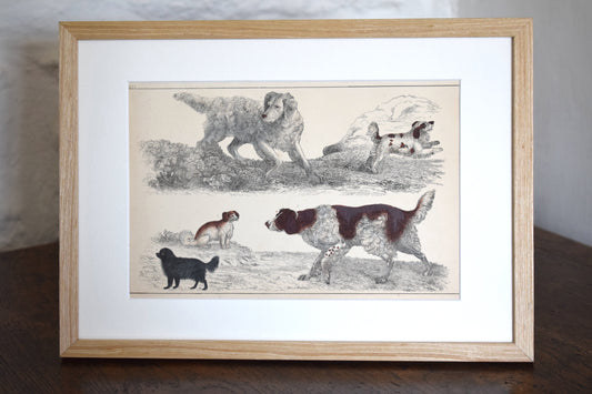 Vintage illustration of Dogs c1800 - Hand Painted Animals