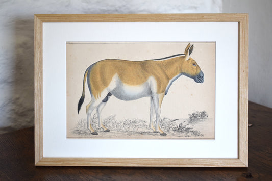 Vintage illustration of a Donkey c1800 - Hand Painted Animal