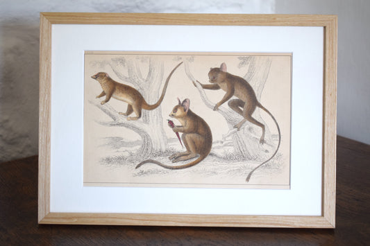 Vintage illustration of Marsupials c1800 - Hand Painted Animals