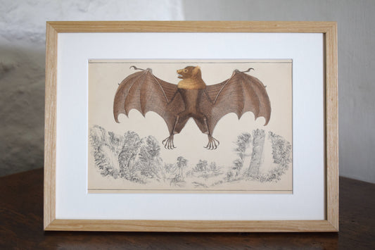 Vintage illustration of a Bat c1800 - Hand Painted Animals