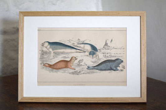 Vintage illustration of Seals c1800 - Hand Painted Animal